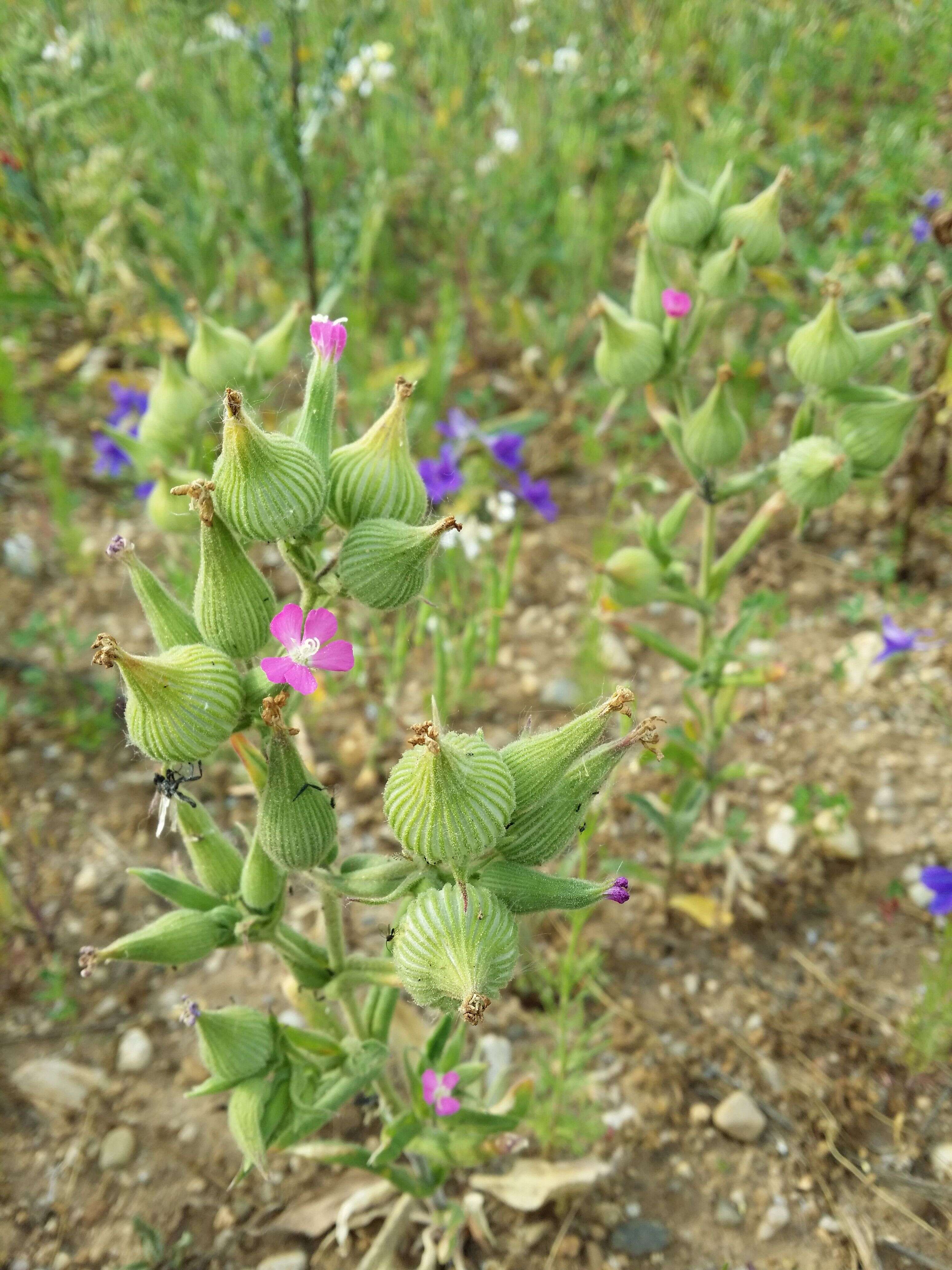 Image de Silene conoidea L.