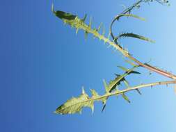 Image of smooth hawksbeard