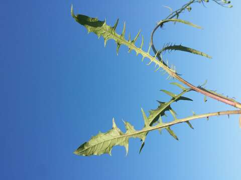 Image of smooth hawksbeard