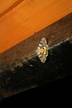 Image of oak yellow underwing