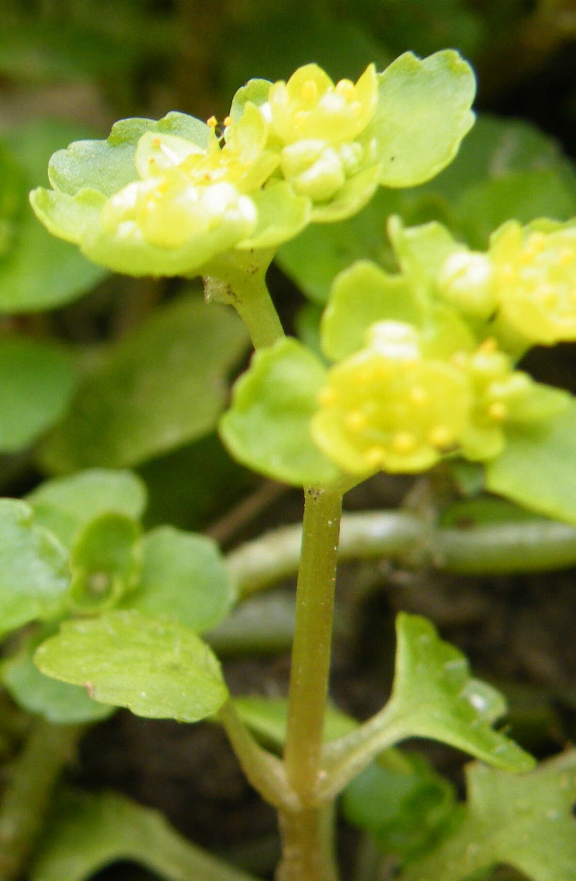 Plancia ëd Chrysosplenium oppositifolium L.