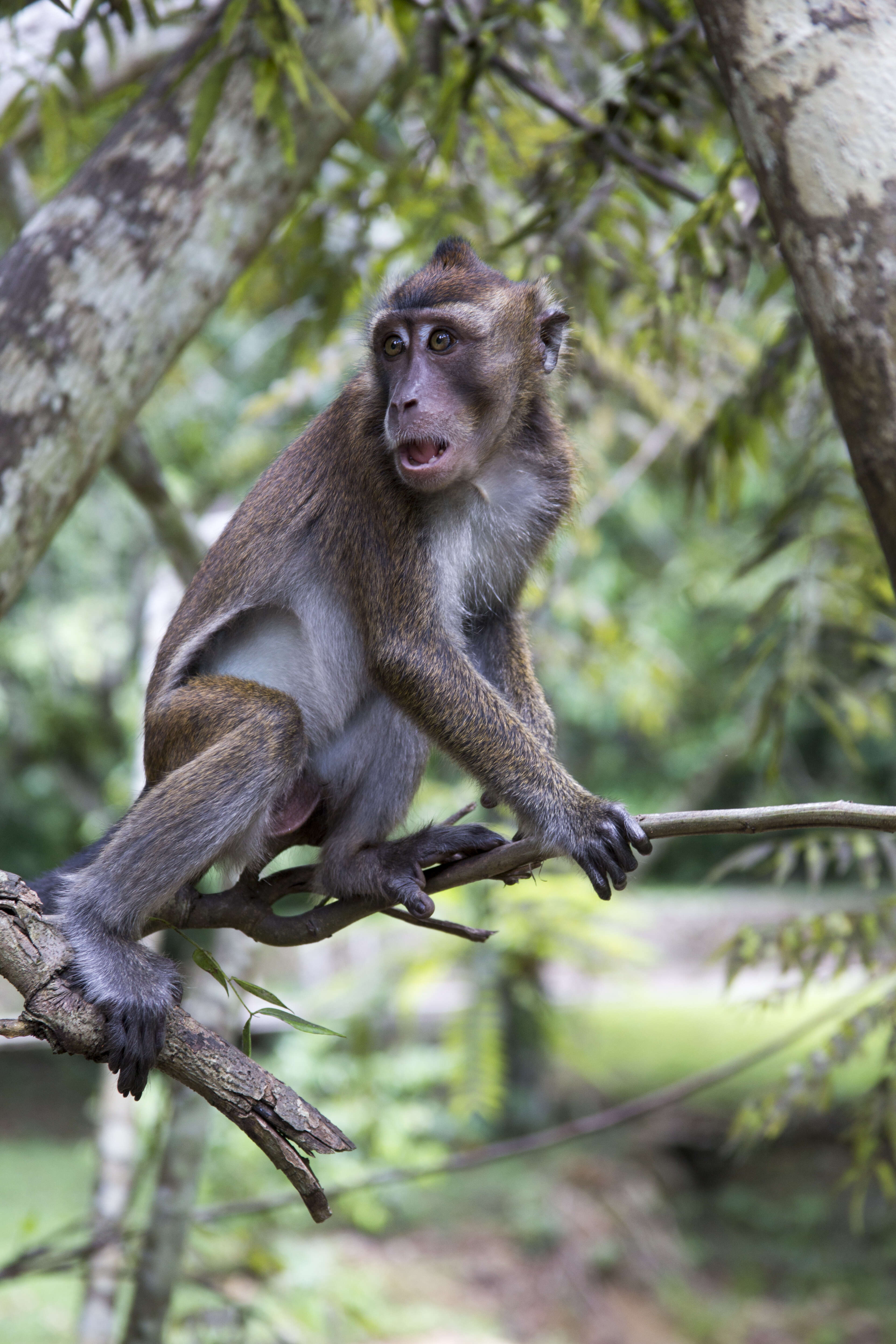 Image of Long-tailed Macaque