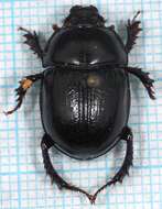 Слика од Anoplotrupes