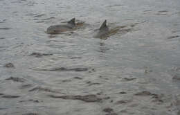 Image of Estuarine Dolphin