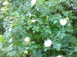 Image of dog rose