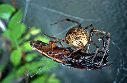 Image of Parasteatoda