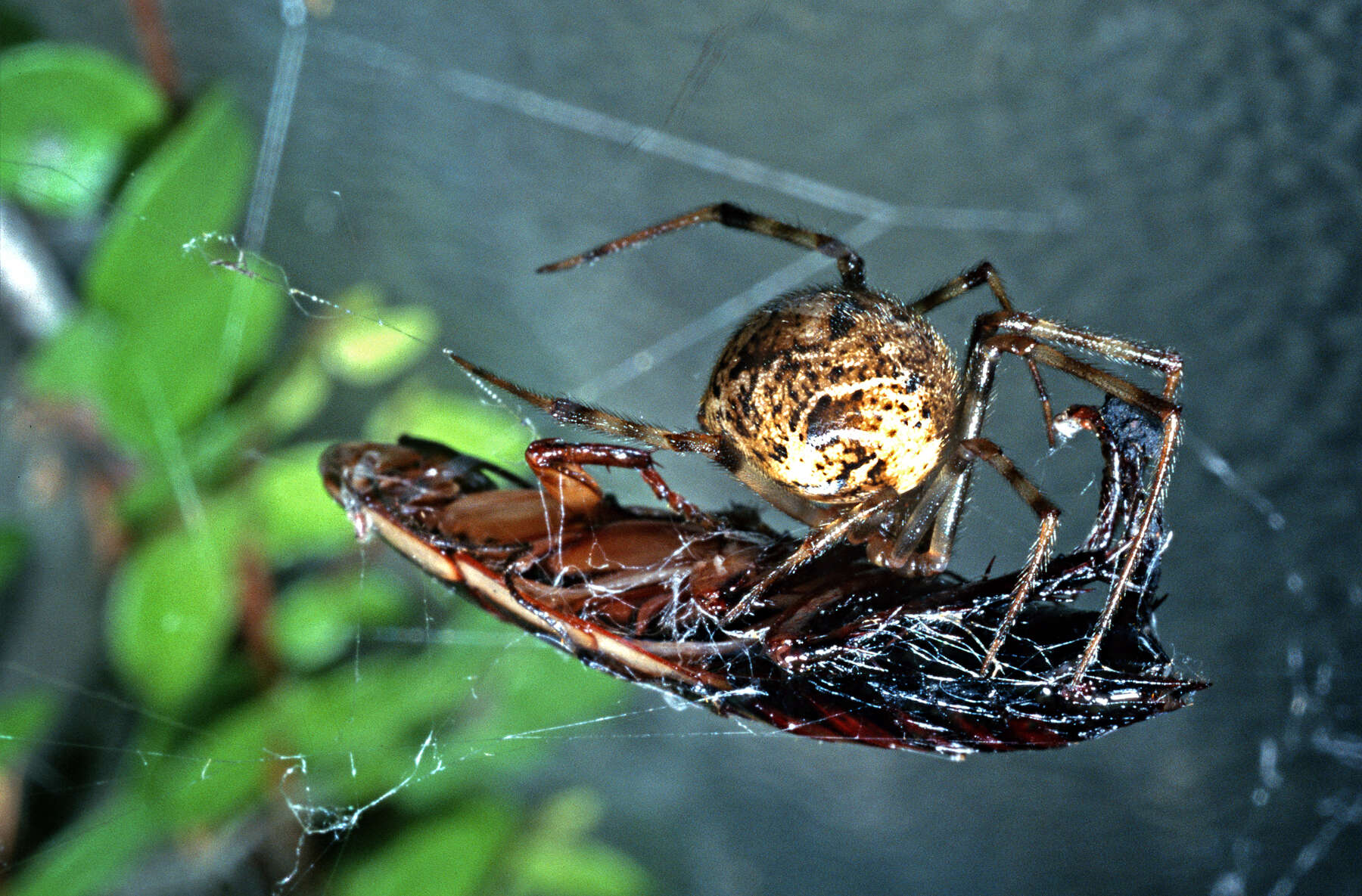 Image de Parasteatoda