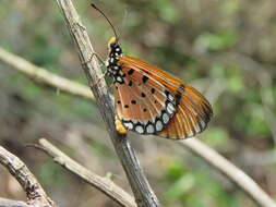 Image of Acraea terpsicore