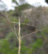 Image of bunch kerosene grass