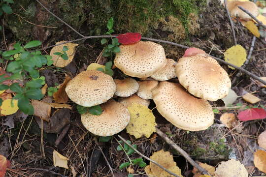 Pholiota squarrosa (Vahl) P. Kumm. 1871 resmi