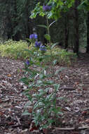 Image of closed bottle gentian