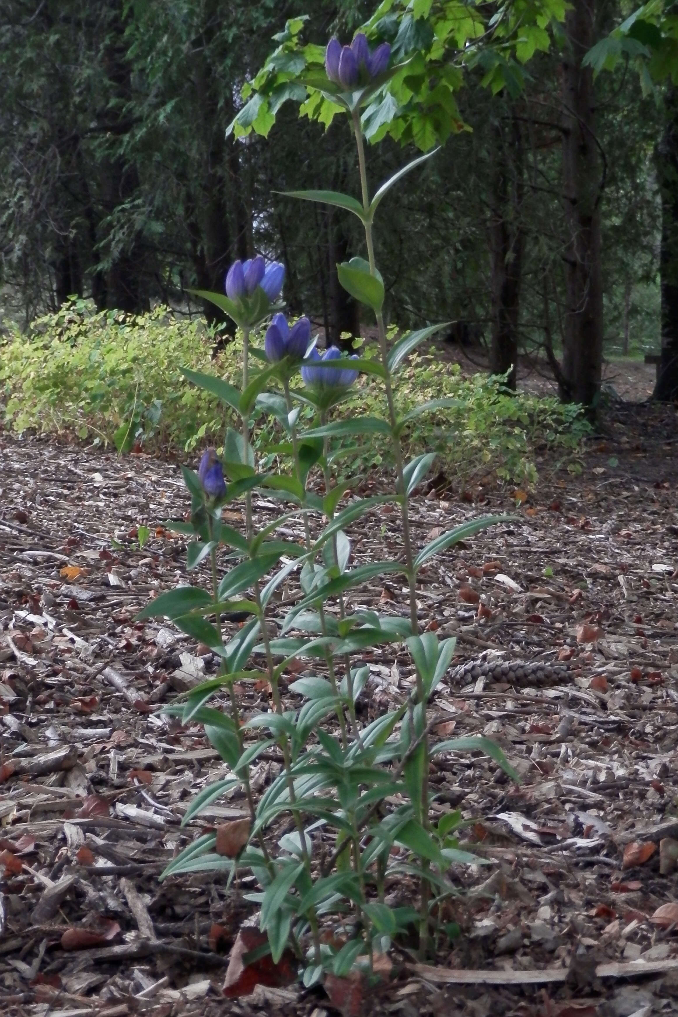 Image of closed bottle gentian