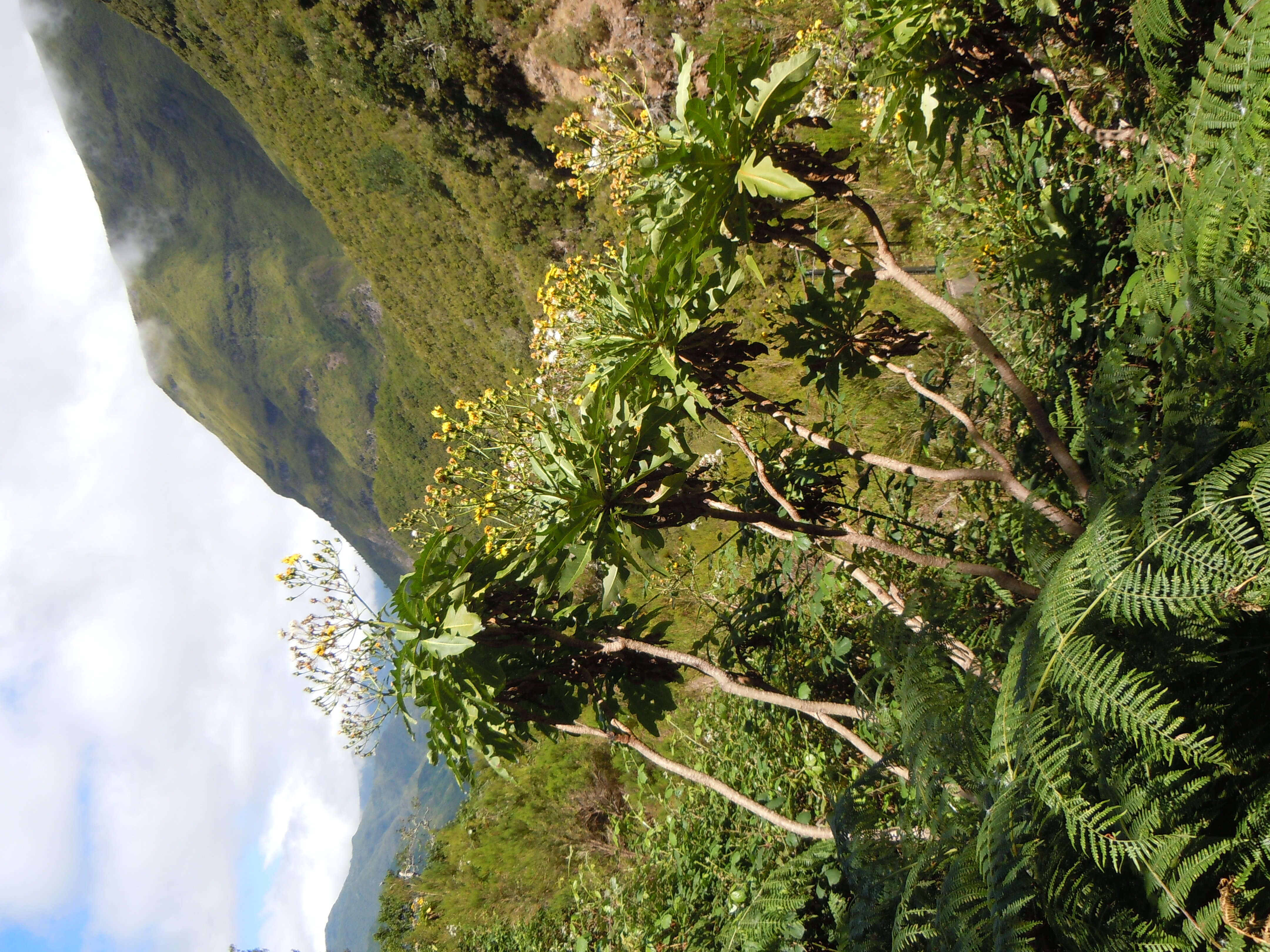 Image of Sonchus fruticosus L. fil.