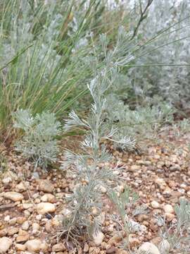 Image of Artemisia austriaca Jacq.