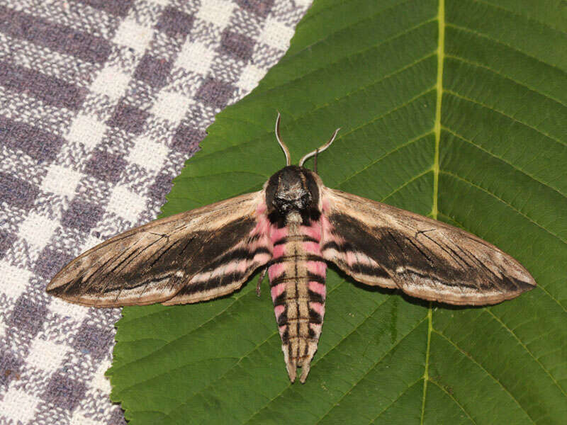 Image of privet hawk-moth