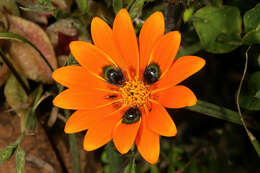 Image of beetle daisy