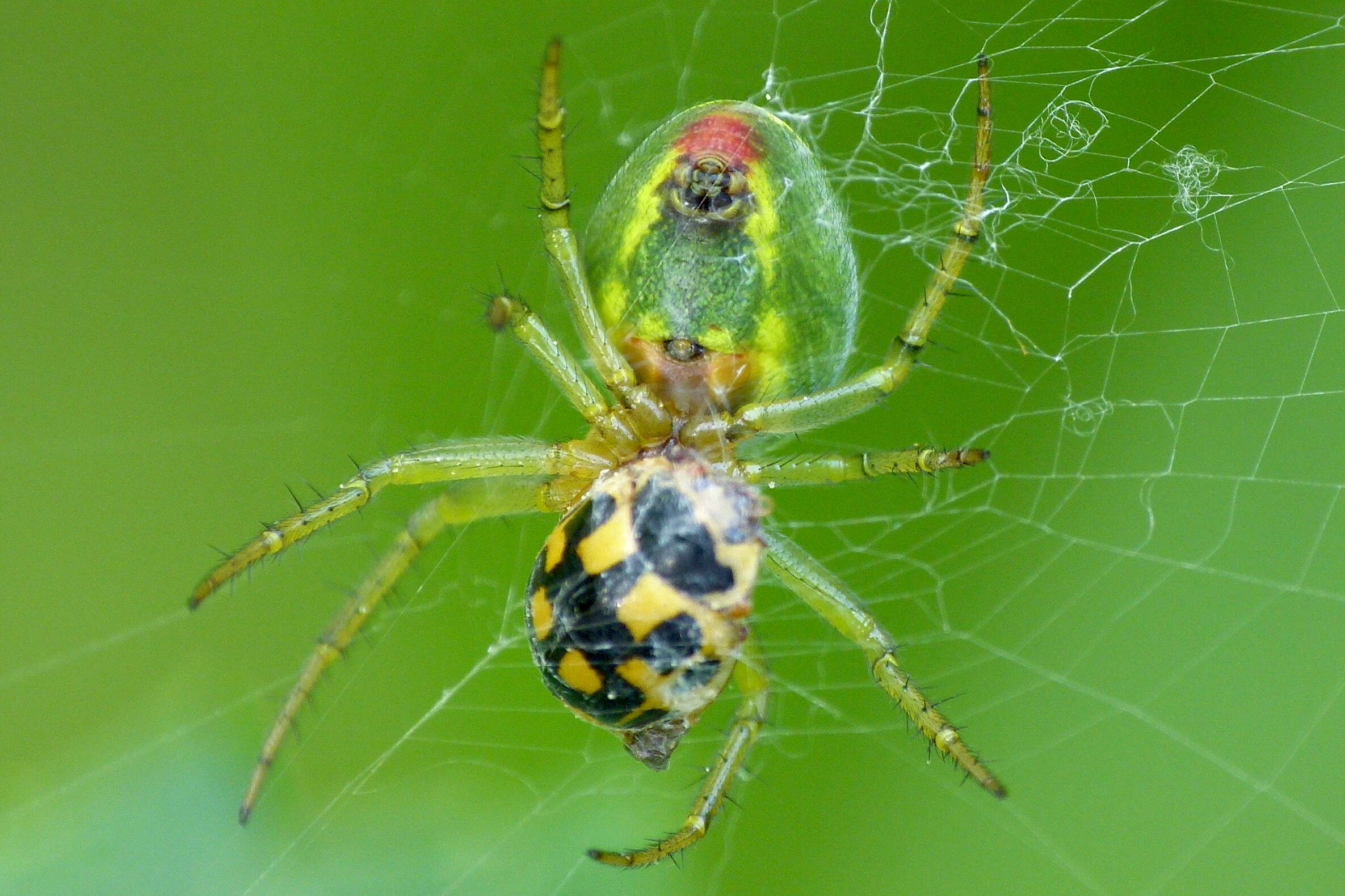 Image of Cucumber green spider