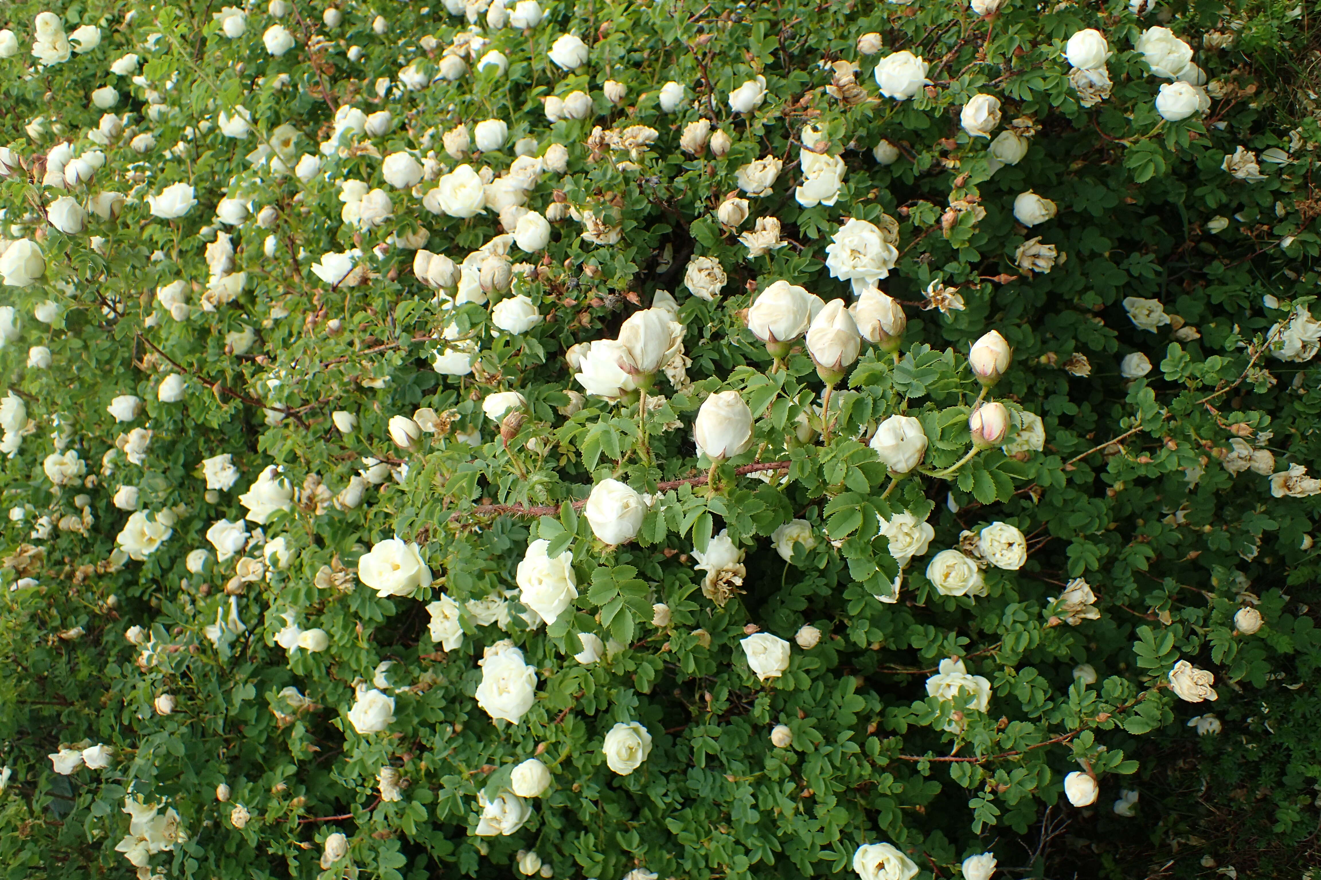 Image of Rosa hemisphaerica J. Herrm.