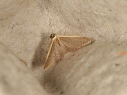 Image of Idaea costaria Walker 1863