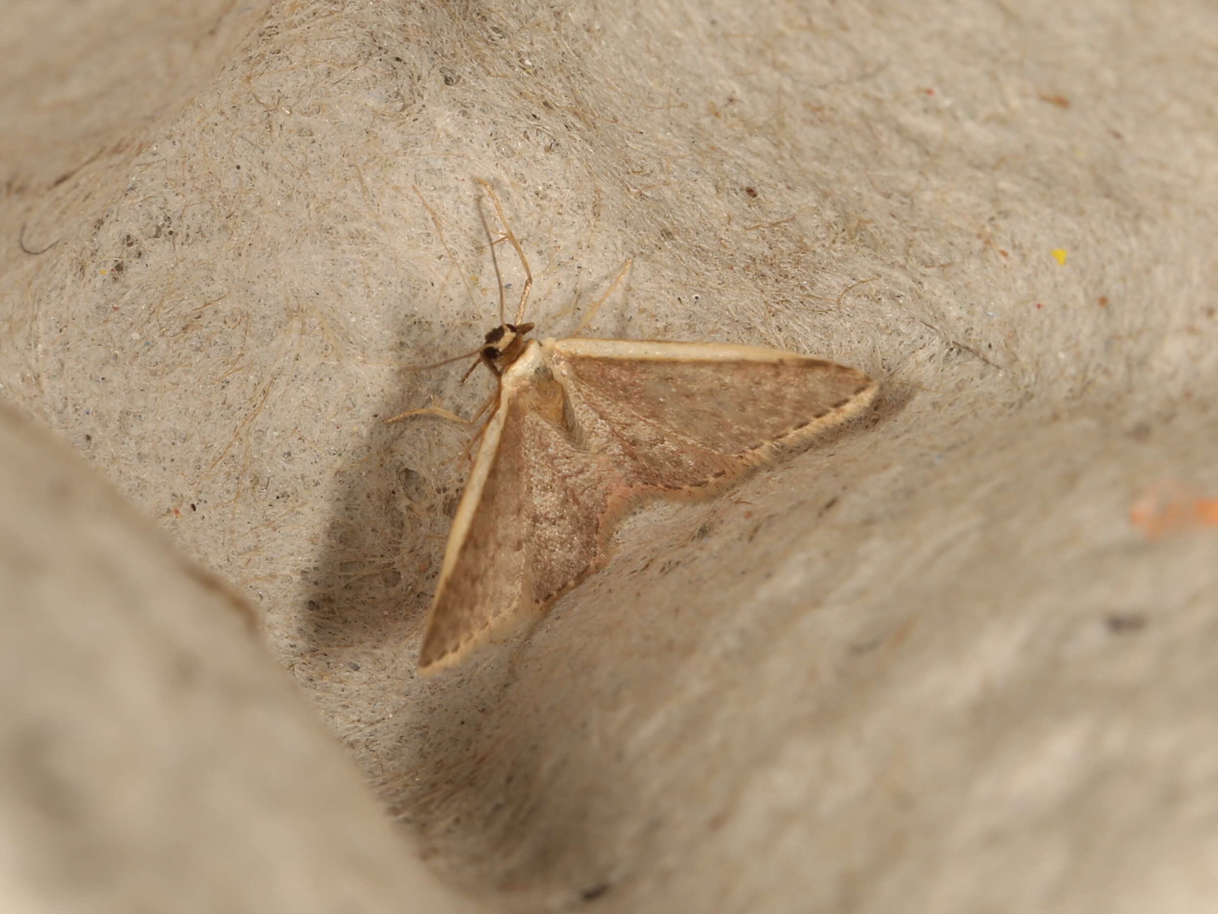 صورة Idaea costaria Walker 1863