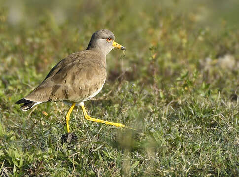 Image of Grey-headed Lapwing