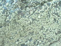 Image of barnacles