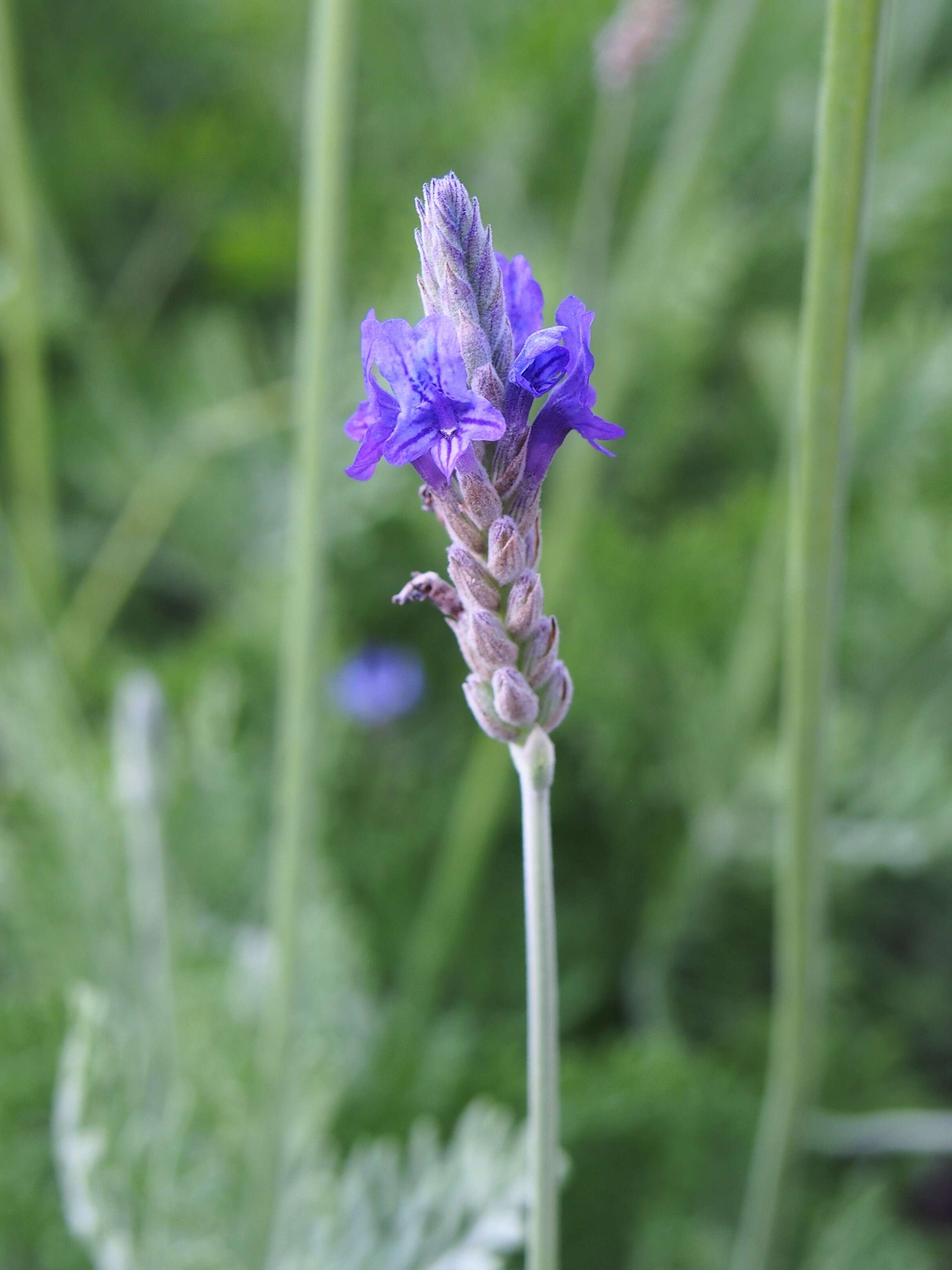 Plancia ëd Lavandula pinnata Lundmark