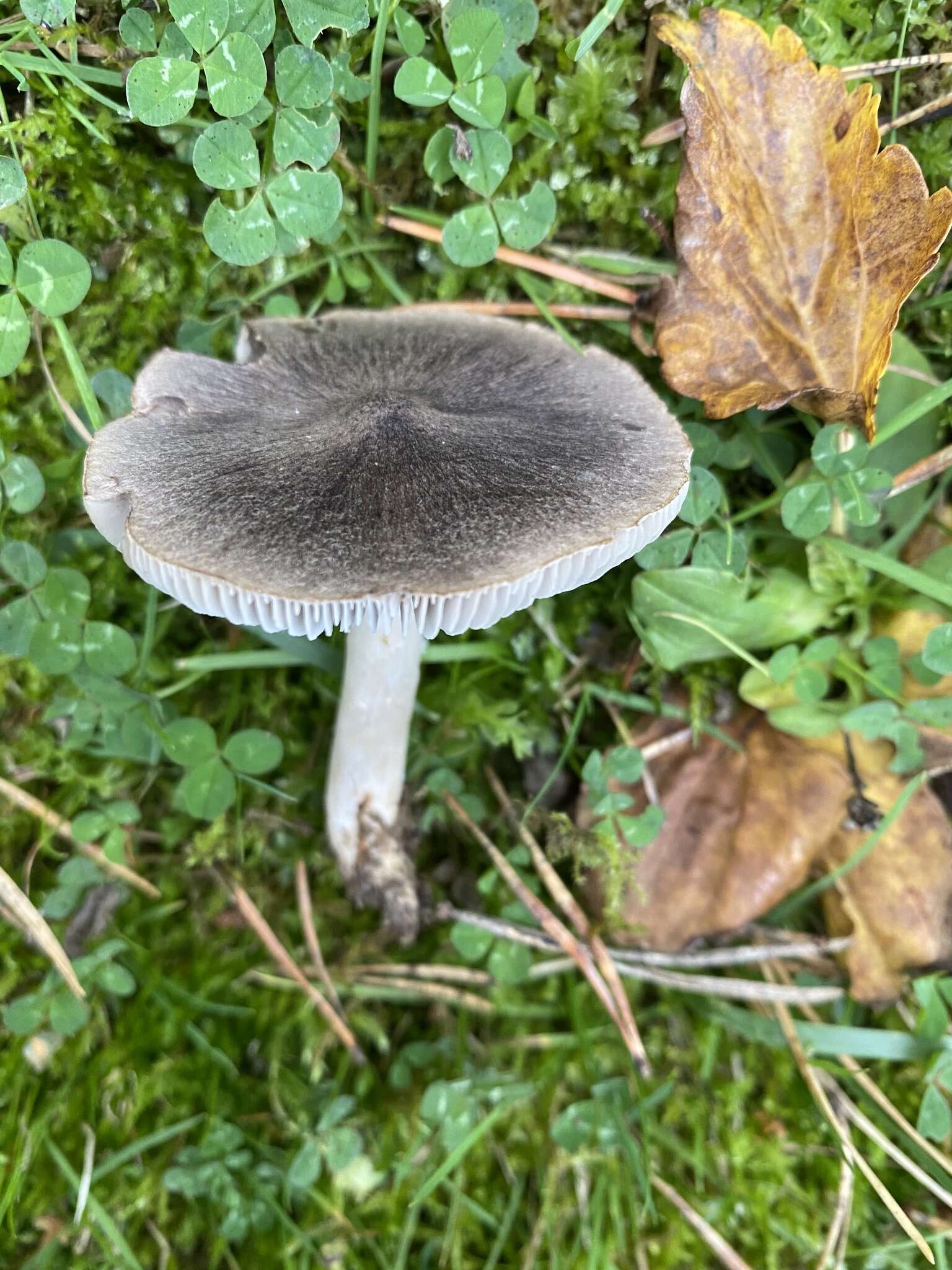 Image of Grey Agaric