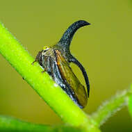 Image of treehoppers