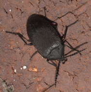 Image of Velvety Bark Beetle