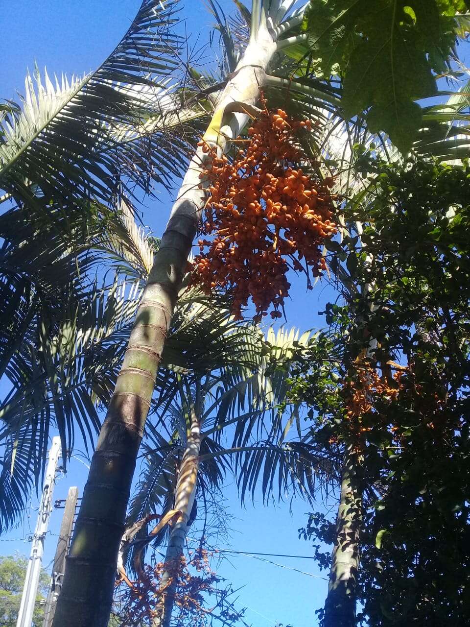 Image of Areca Palm