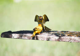 Image of Saffron Finch