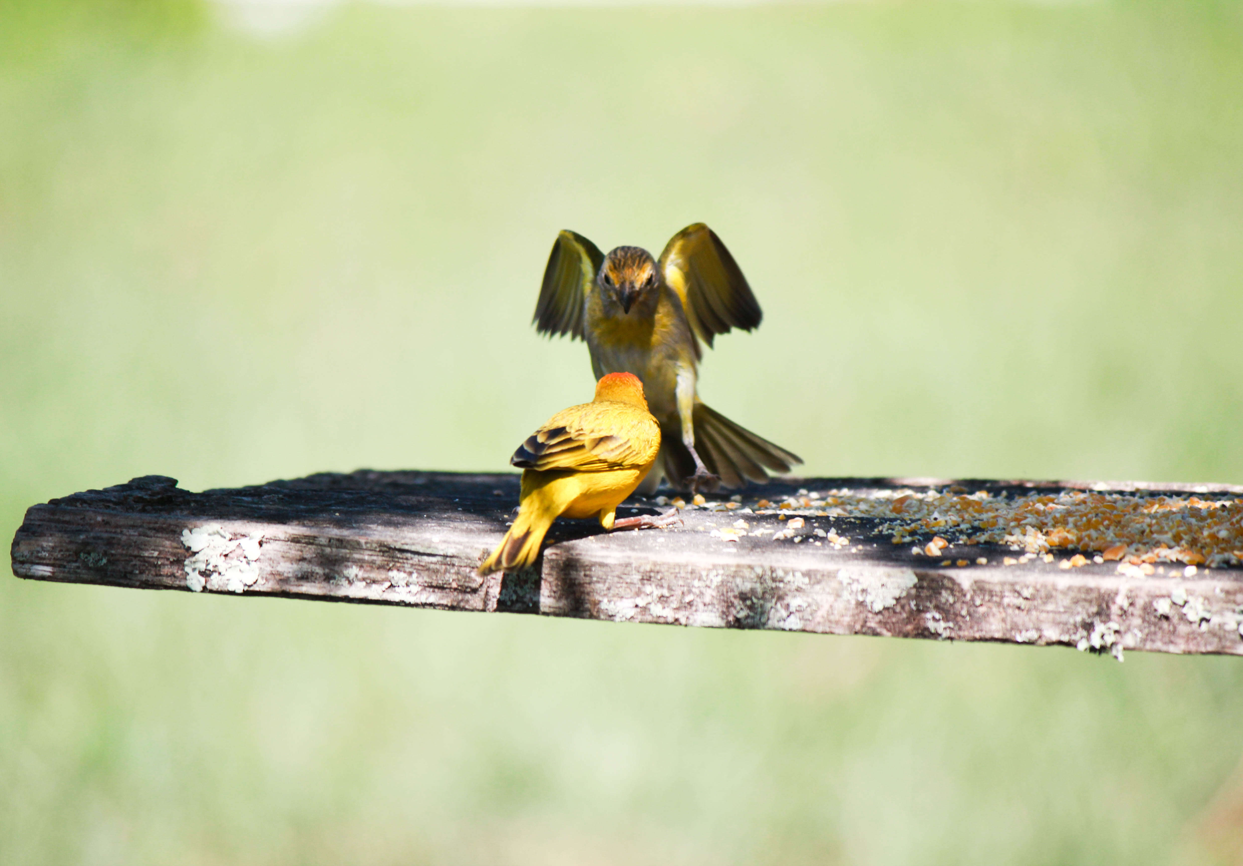 Image of Saffron Finch