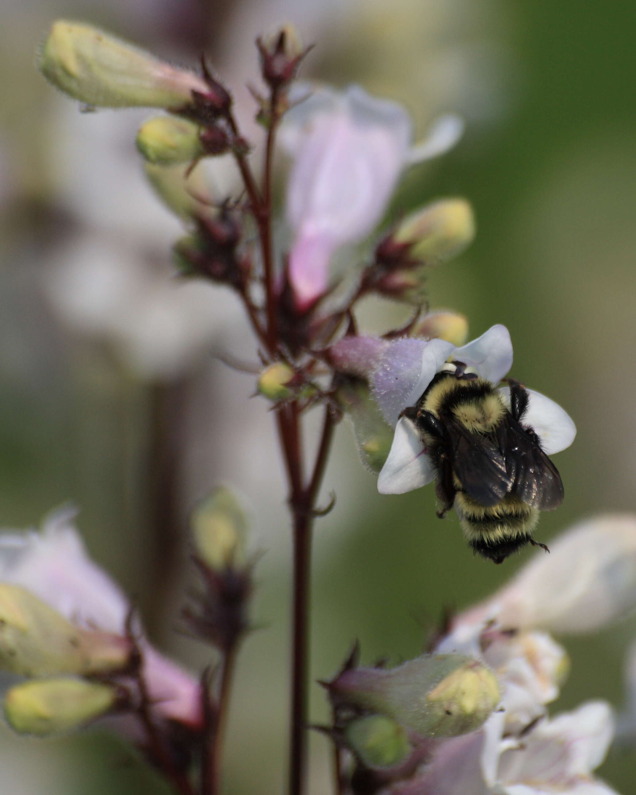 Image of talus slope penstemon