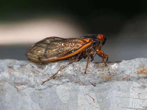 Image of Decula Periodical Cicada