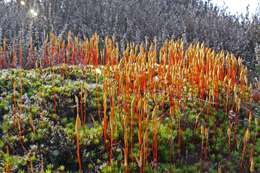 Image of Polytrichum moss