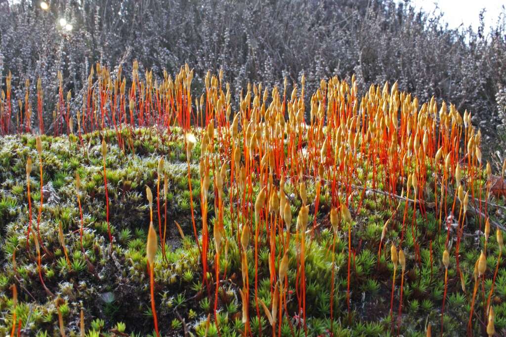 Image of Polytrichum moss