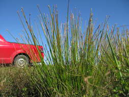 صورة Eleocharis cylindrostachys Boeckeler