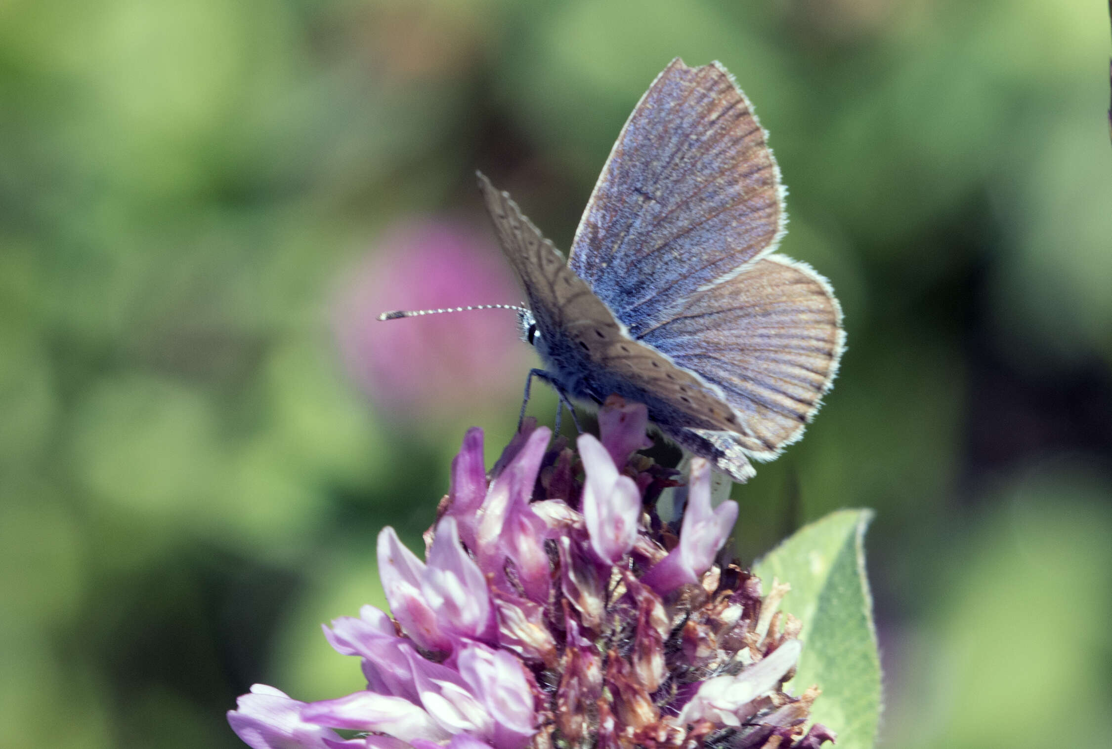 Sivun Cyaniris bellis kuva