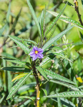 Image of Kangaroo Apple