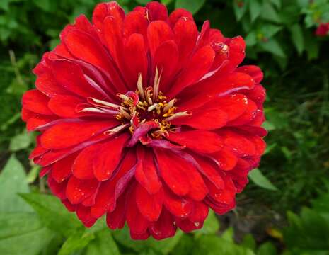 Image of ELEGANT ZINNIA