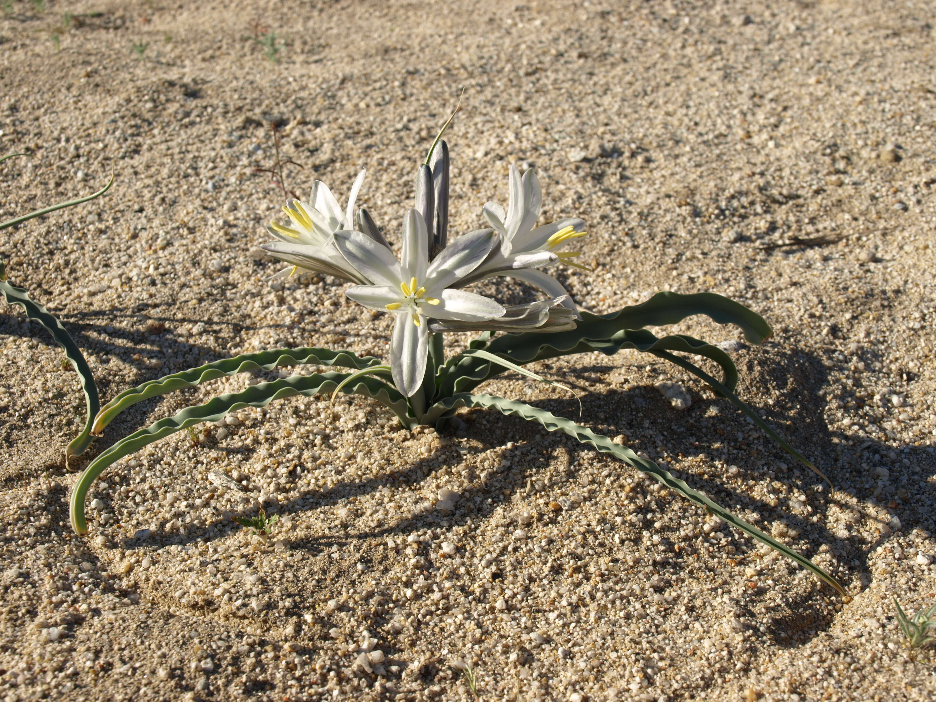 Image de Hesperocallis