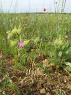 Image de Silene conoidea L.