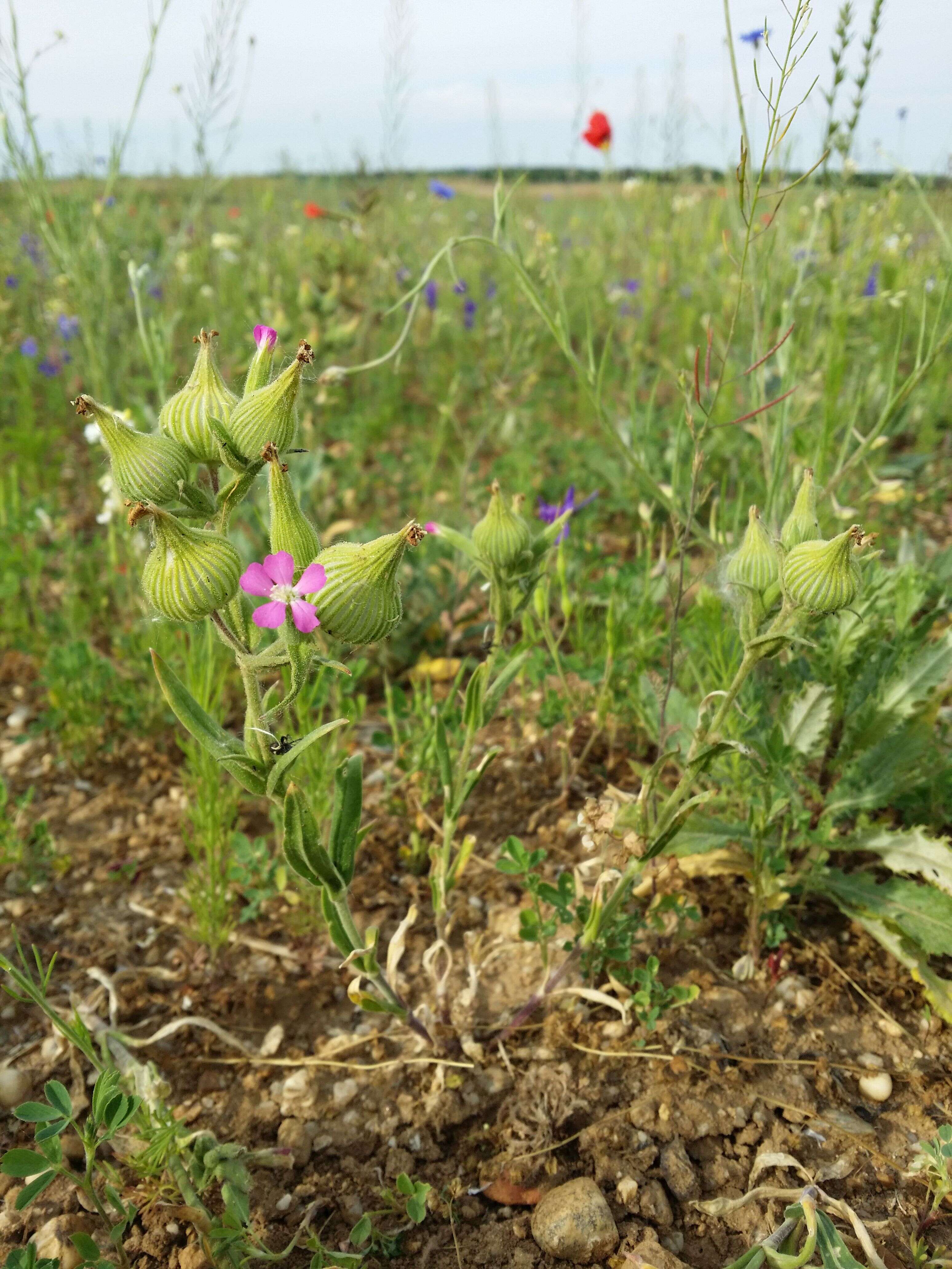 Image de Silene conoidea L.