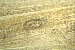 Sivun Trichinelloidea kuva