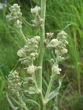 Image of white mullein