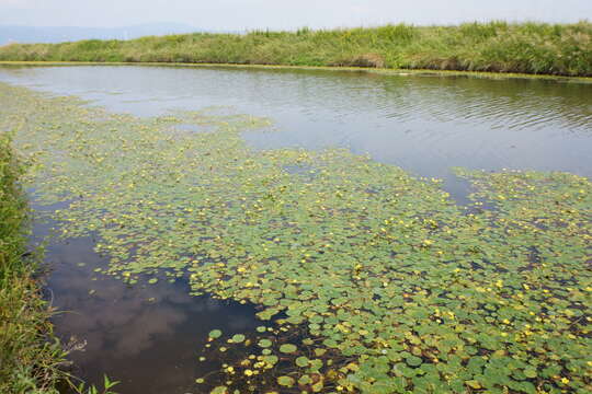 Image of yellow floatingheart