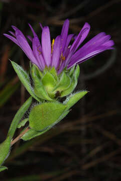 Image of barrens silky aster