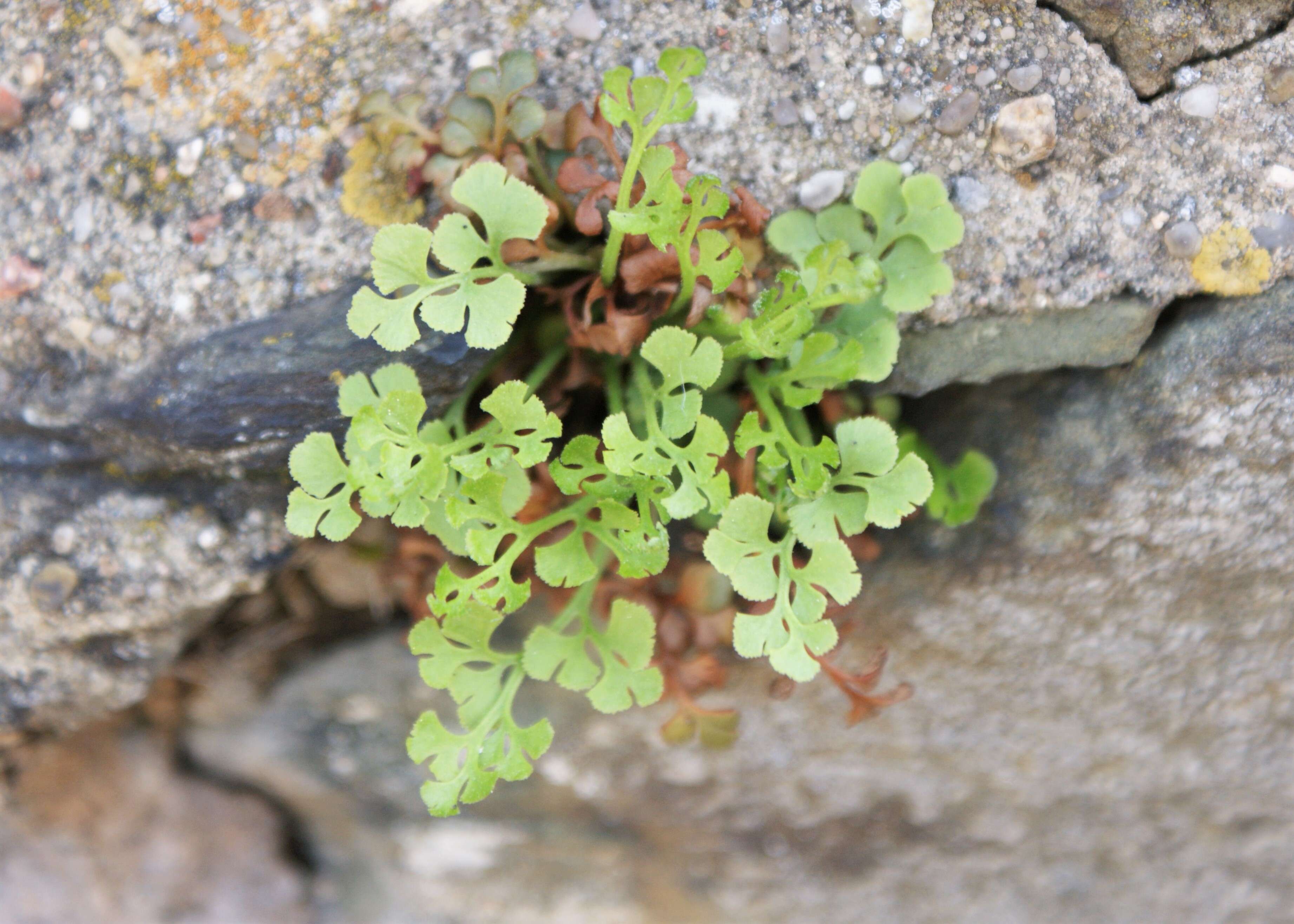 Image of Wall-rue