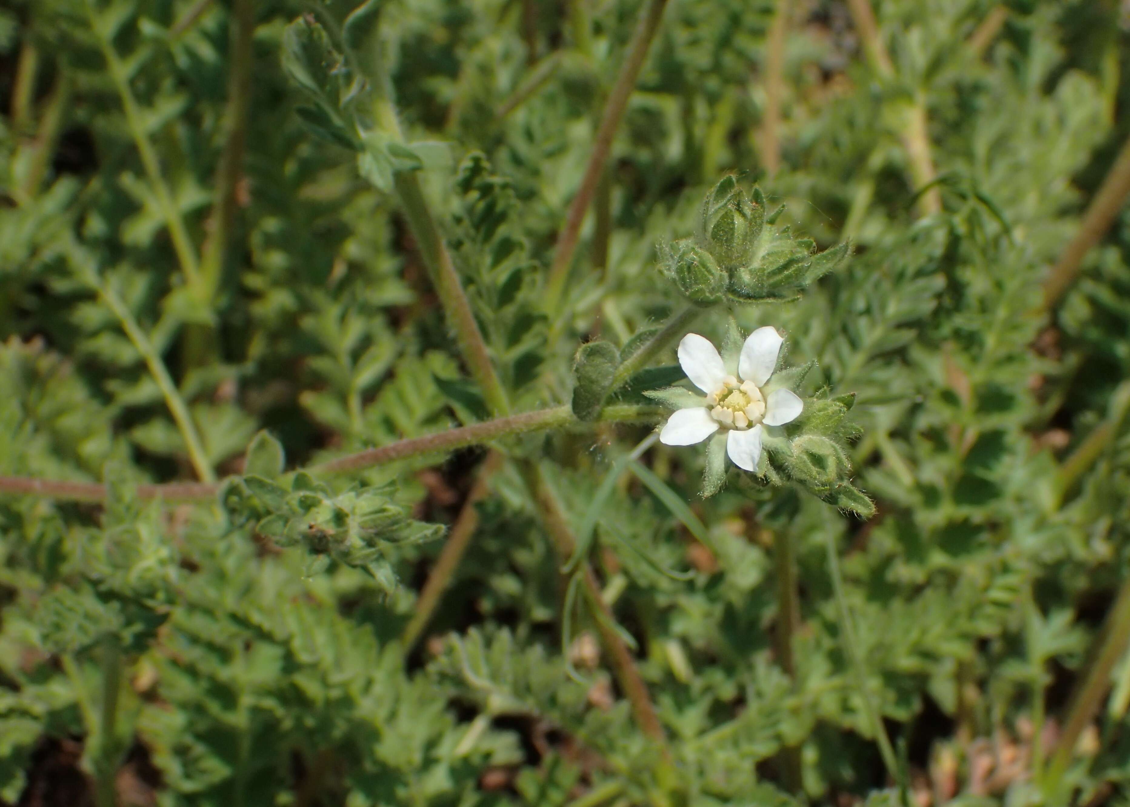 Image of Rydberg's horkelia